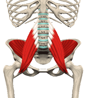 Подвздошно-поясничная мышца