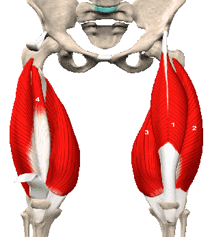 Четырехглавая мышца бедра